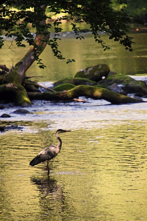 Heron on the river Seiont in the park grounds