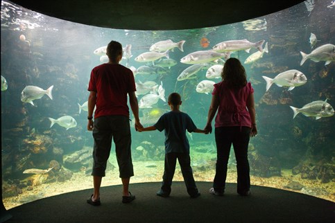Anglesey Sea Zoo, a great family attraction