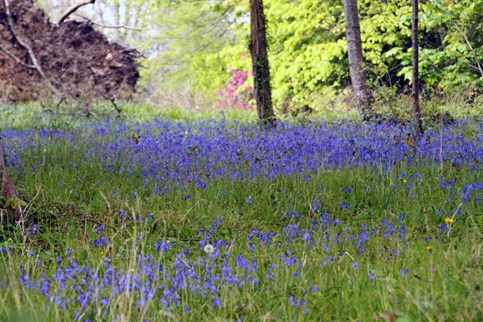 Our grounds are a mix of landscape and nature.